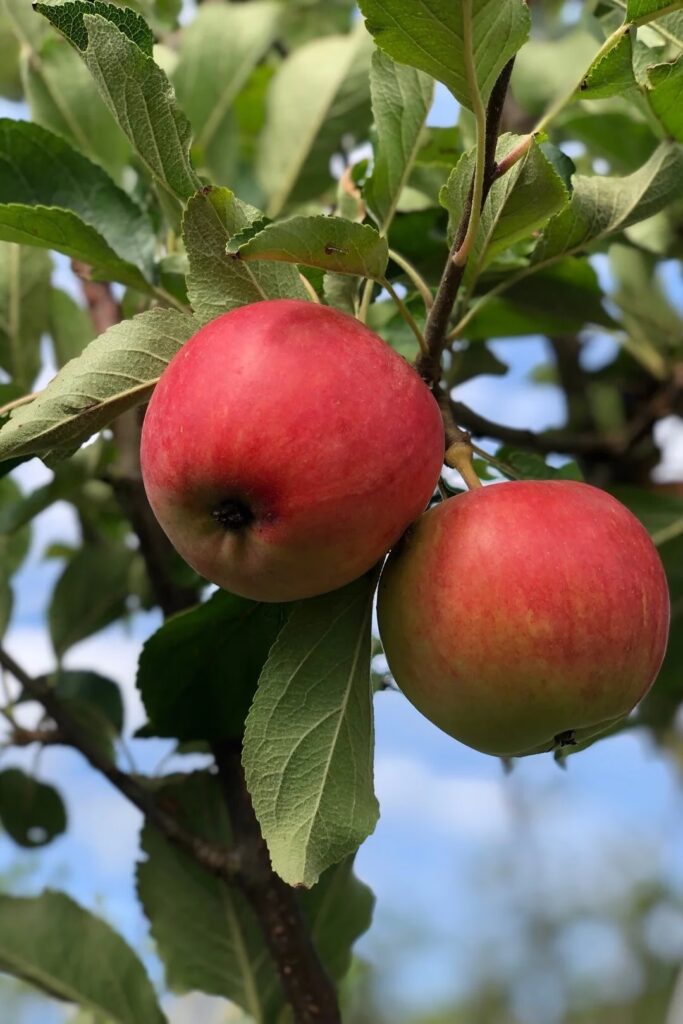 Frugttræer-683x1024