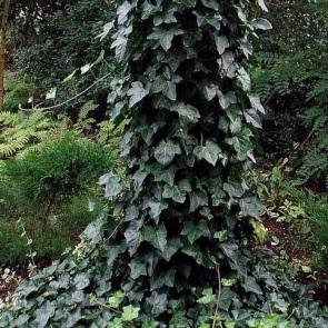 Slyngplanter